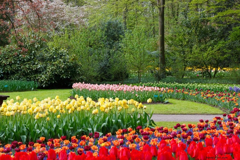 Keukenhof Tulip Garden Ticket Prices: Complete Guide & Booking Tips