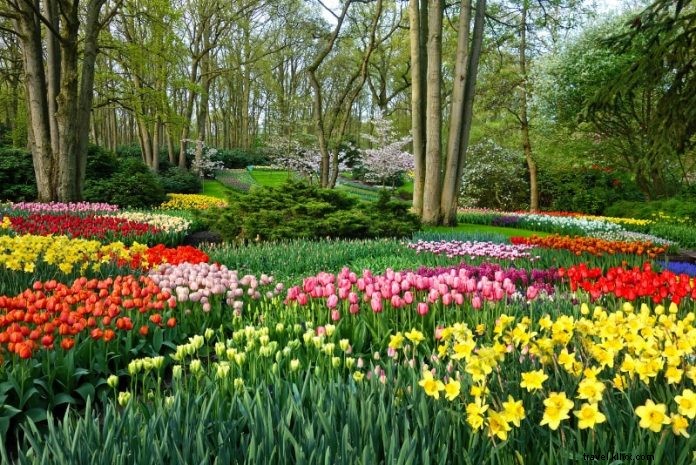 Keukenhof Tulip Garden Ticket Prices: Complete Guide & Booking Tips