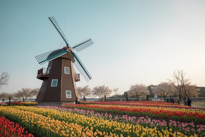 Keukenhof Tulip Garden Ticket Prices: Complete Guide & Booking Tips