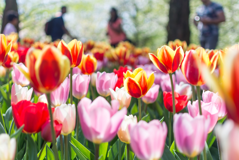 Keukenhof Tulip Garden Ticket Prices: Complete Guide & Booking Tips