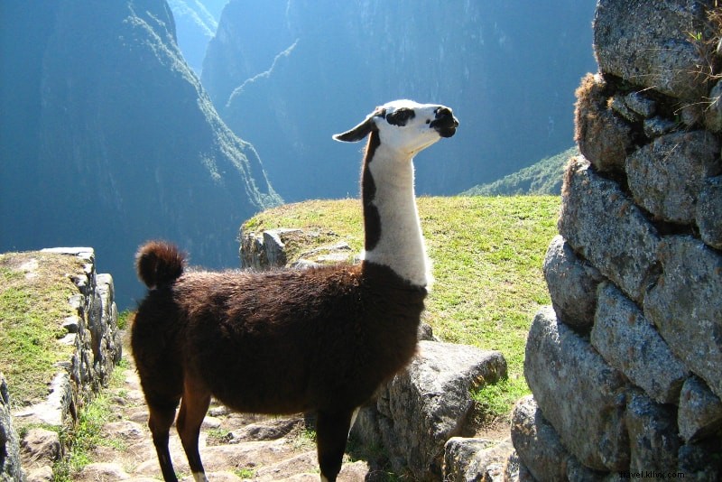 Compare Top Machu Picchu Tours & Trips: Inca Treks, Trains, Buses & Guided Adventures