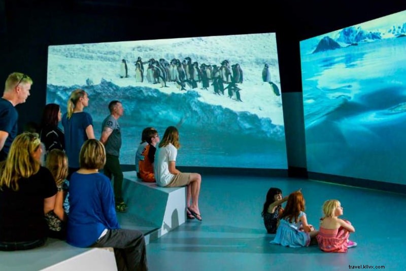 Phillip Island Tours: 12 Must-Do Attractions & Experiences