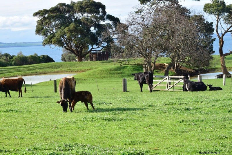 Phillip Island Tours: 12 Must-Do Attractions & Experiences
