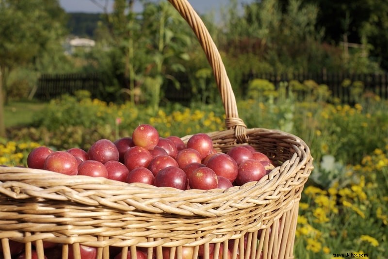 Best Mount Fuji Tours from Tokyo: Complete Guide for 2024