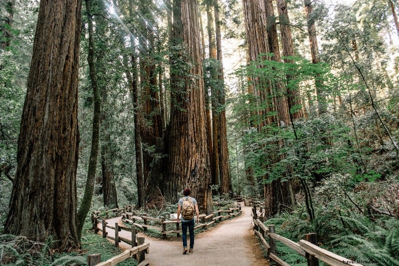 Ultimate Guide to Muir Woods Tours: Tips, Trails & How to Get There