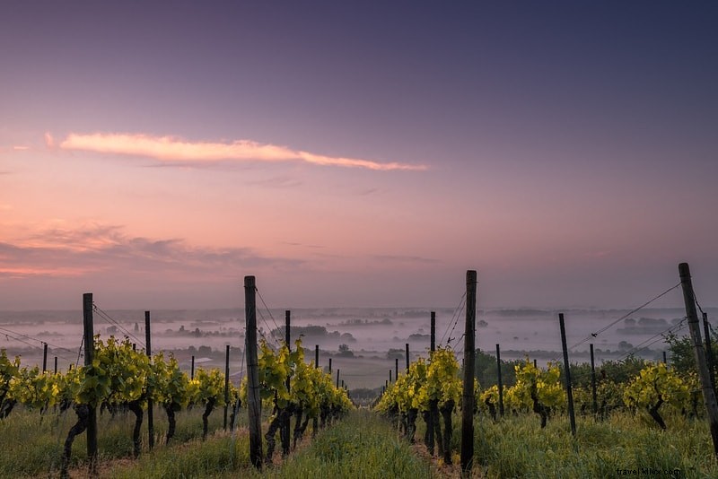 Ultimate Guide to Muir Woods Tours: Tips, Trails & How to Get There
