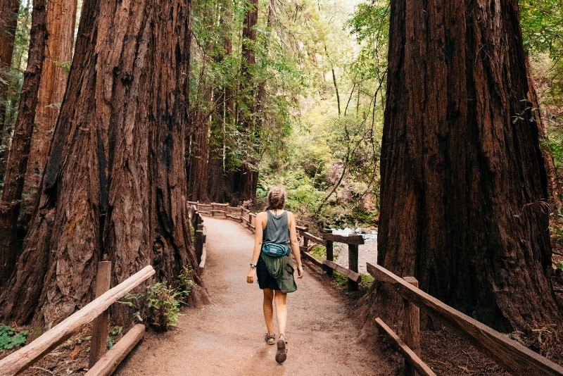 Ultimate Guide to Muir Woods Tours: Tips, Trails & How to Get There