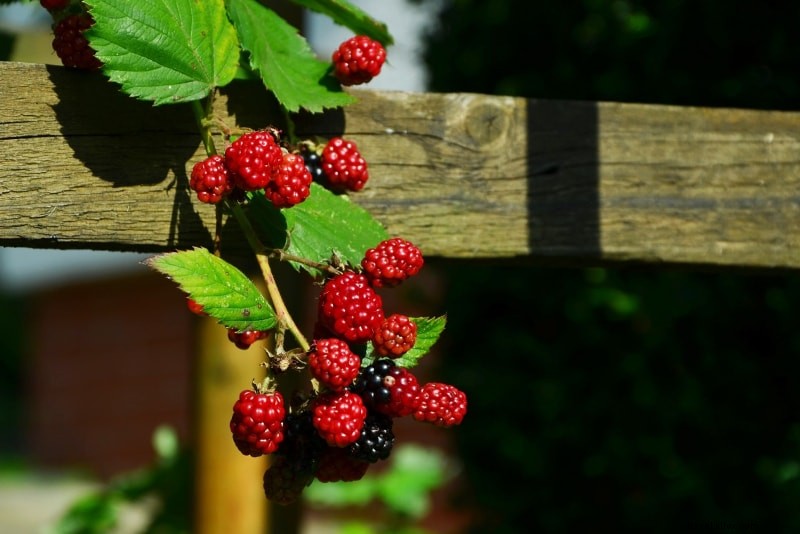 Ultimate Snoqualmie Falls Guide: Tours, Tips, Activities & Must-Knows