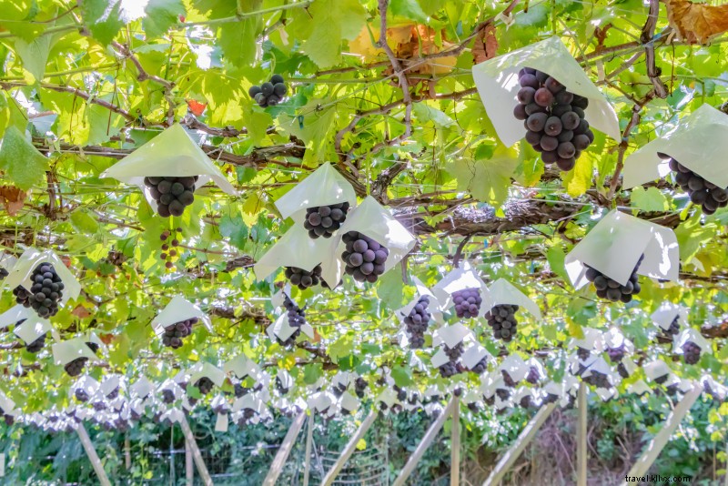 42 Best Day Trips from Tokyo: Ultimate Guide to Nearby Escapes