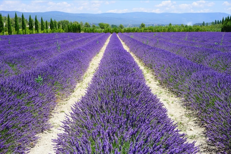 18 Best Day Trips from Nice: Monaco, Lavender Fields & Stunning Riviera Gems