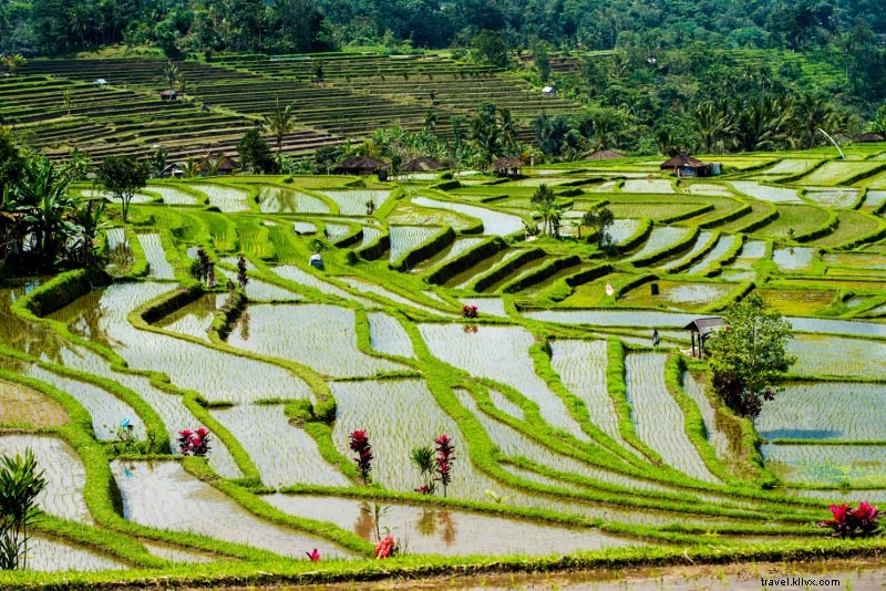81 Fun & Unique Things to Do in Bali: Cool, Unusual Activities for Every Traveler
