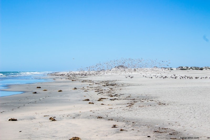 Discover 61 Fun Things to Do in New Zealand: North & South Islands Guide