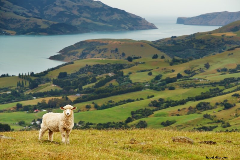 Discover 61 Fun Things to Do in New Zealand: North & South Islands Guide