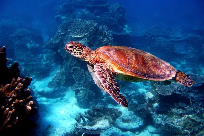 52 Ultimate Fun Things to Do in Australia: Cool & Unusual Adventures