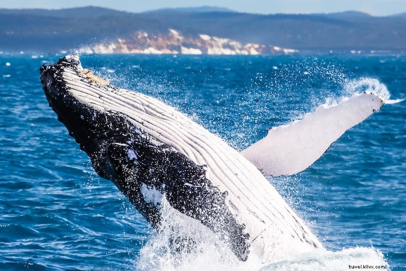 52 Ultimate Fun Things to Do in Australia: Cool & Unusual Adventures