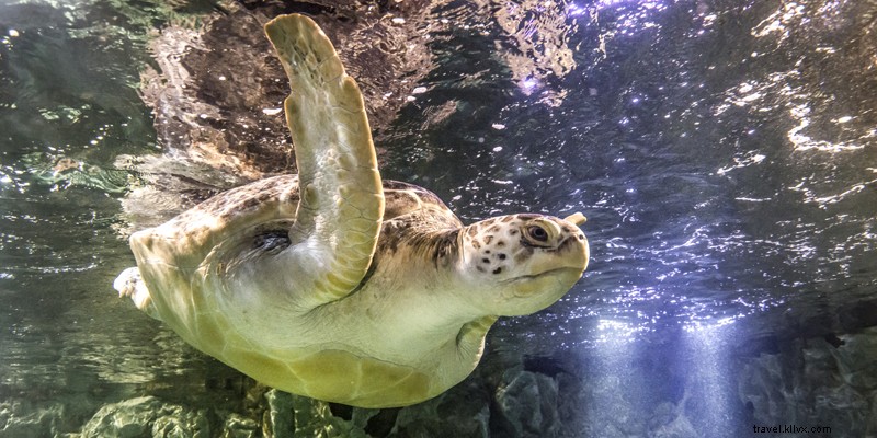 Top Safe Things to Do in Kansas City Right Now: Updated Guide