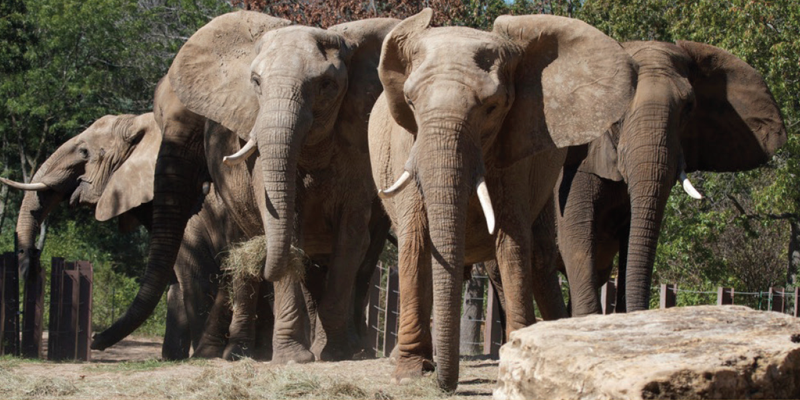 Discover Kansas City Zoo s Revamped Elephant Expedition: New Views, Education & Habitat