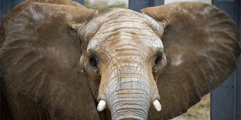 Discover Kansas City Zoo s Revamped Elephant Expedition: New Views, Education & Habitat