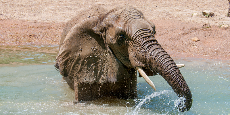 Discover Kansas City Zoo s Revamped Elephant Expedition: New Views, Education & Habitat