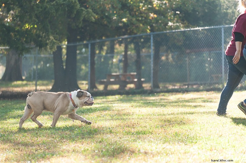 Top Dog-Friendly Spots in Kansas City: Parks, Hotels & More