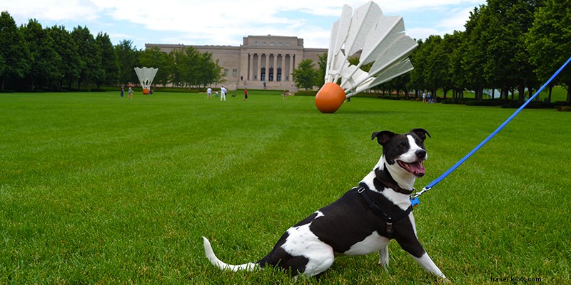 Top Dog-Friendly Spots in Kansas City: Parks, Hotels & More