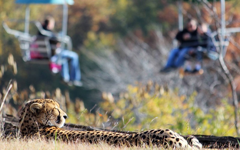 Kansas City s Lofty Heights and Underground Wonders: Sky-High and Subterranean Adventures