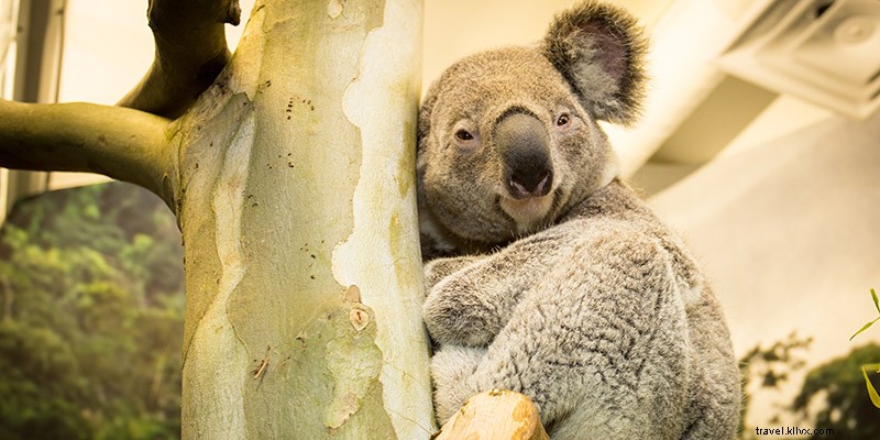 Ultimate Guide to Memorial Day in Kansas City: Events, Traditions & Summer Kickoff