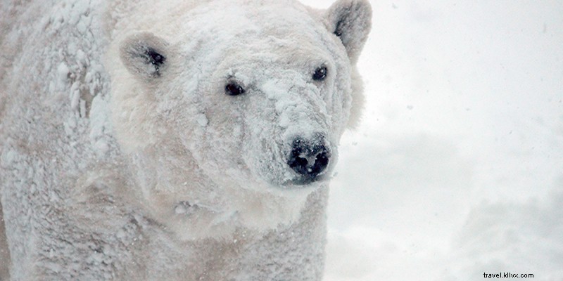 Ultimate Guide to Winter in Kansas City: Plaza Lights, Events & Celebrations