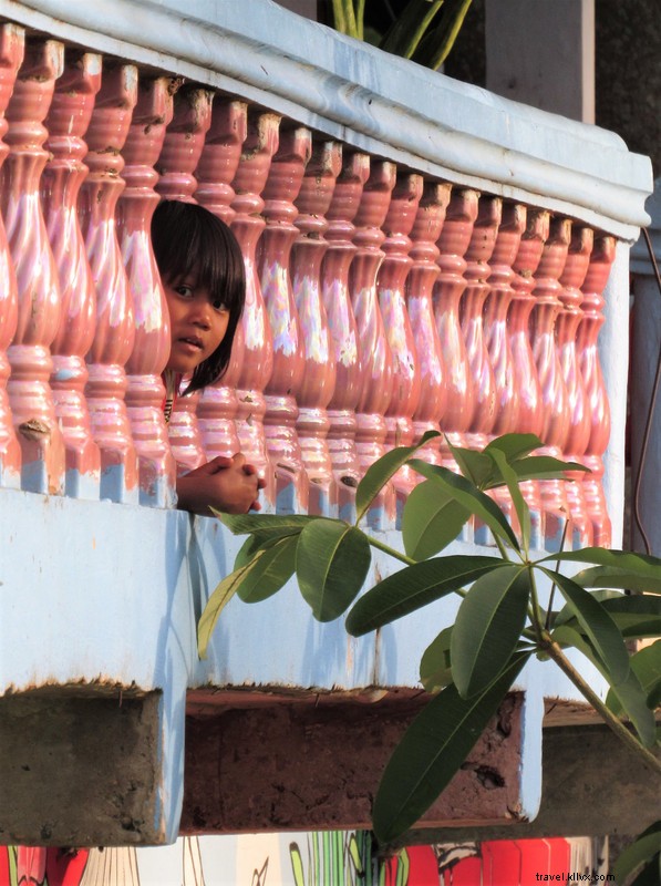 Mui Looks Out: Adorable Pet Gazing Moment