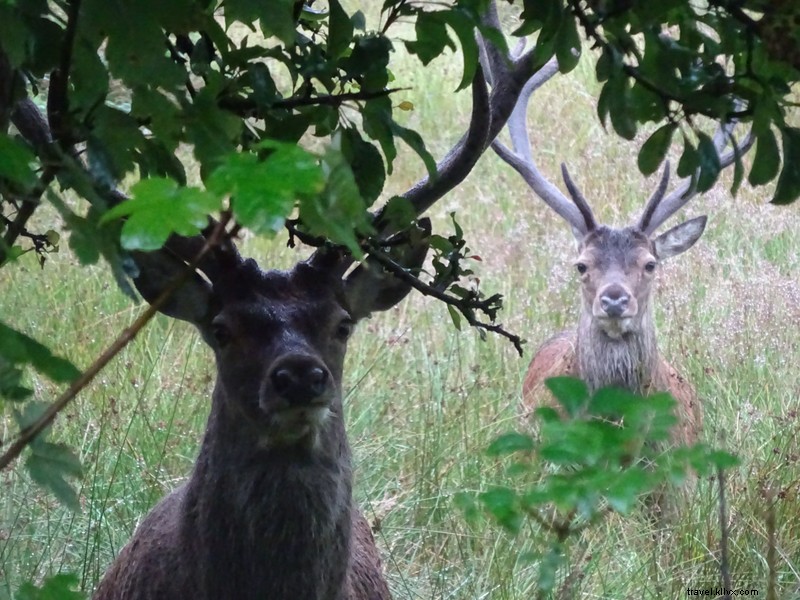 Majestic Stags: Graceful Wildlife in the Wild