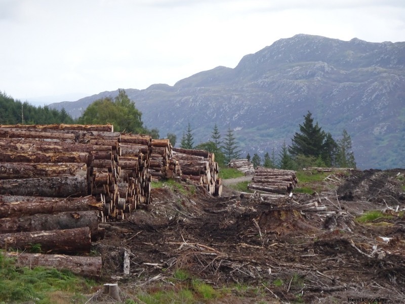 The Stark Aftermath of a Felled Forest: Environmental Impact Revealed