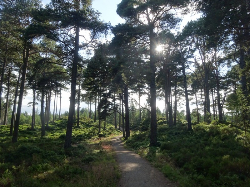 Discover the Enchanting Glencharloch Wood