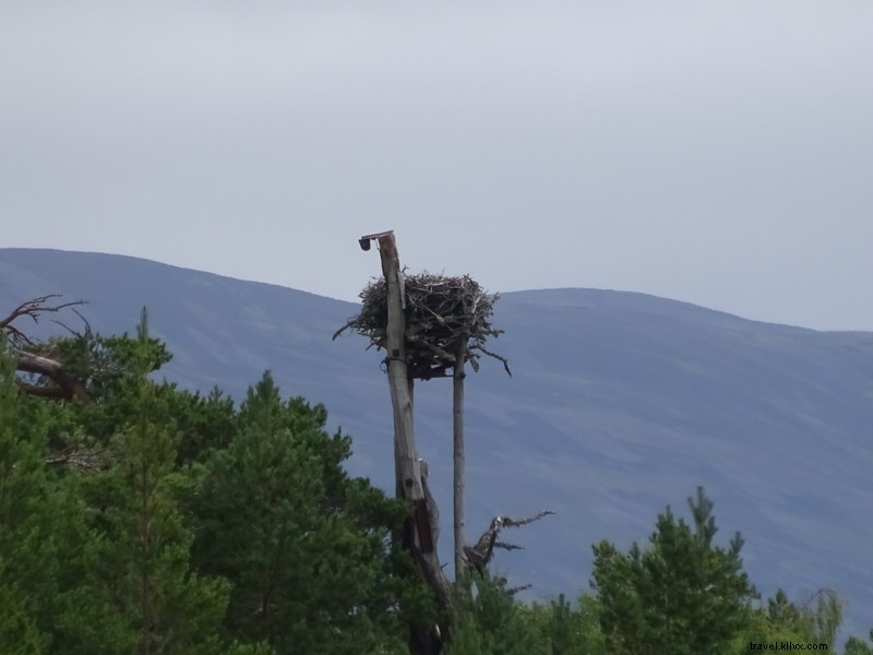 Stunning Close-Up of an Osprey Nest in the Wild