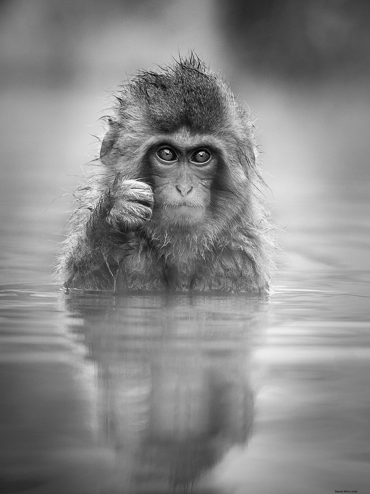 The Timeless Art of the Japanese Onsen: A Photographer s Immersive Journey