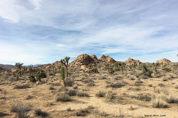 Joshua Tree Escape: Entrepreneur Nicole Najafi s Month of Desert Sunshine and Solitude