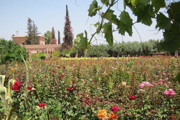 Discover Marrakech s Garden of Eden: Day Pass Oasis Escape