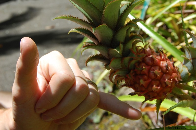 Ultimate Guide to Hawaii’s Big Island: Honeymoon Essentials