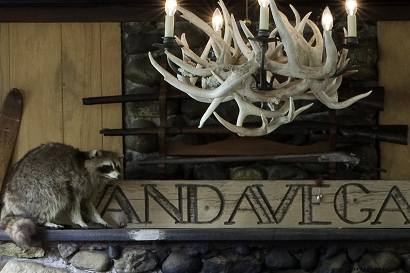 Raccoon Becomes Permanent House Guest at Wisconsin Camp