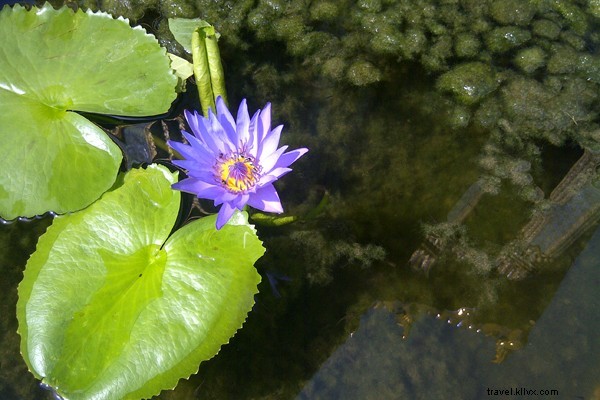 Unforgettable Tropical Adventures in Thailand: Insights from My Third Visit