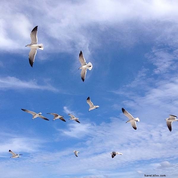 Fontainebleau Miami Beach: Luxury Sun Escape for New York Snowbirds