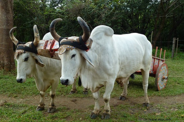 Luxury Resort Escape in Costa Rica s Peninsula Papagayo