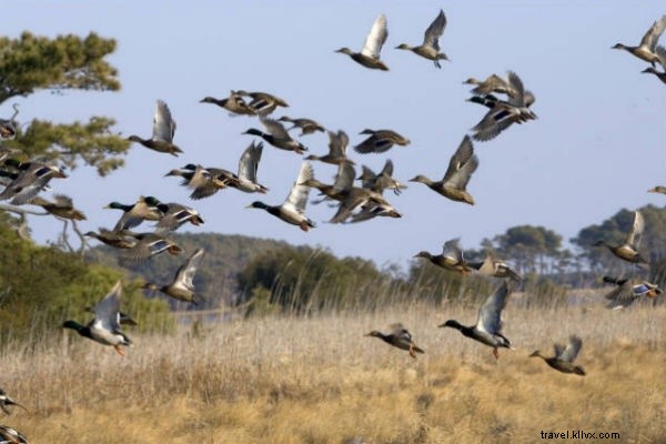 Discover Chincoteague Island: Wild Ponies, Serene Beaches & East Coast Escape