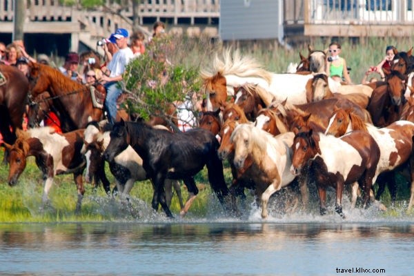 Discover Chincoteague Island: Wild Ponies, Serene Beaches & East Coast Escape