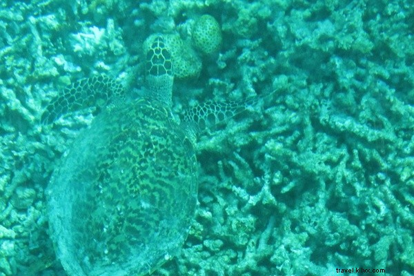 Okinawa: Japan s Paradise Islands Renowned for Longevity and Stunning Beaches