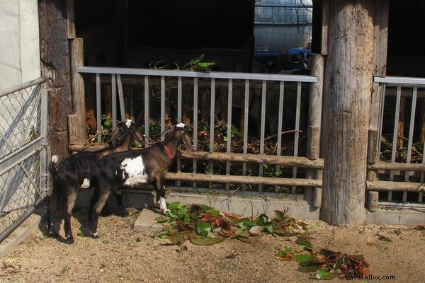 Okinawa: Japan s Paradise Islands Renowned for Longevity and Stunning Beaches