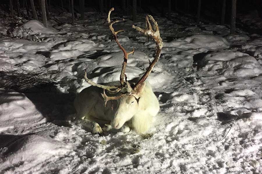 Serenity in Lapland: Susan McPherson s Inspiring Arctic Solo Escape