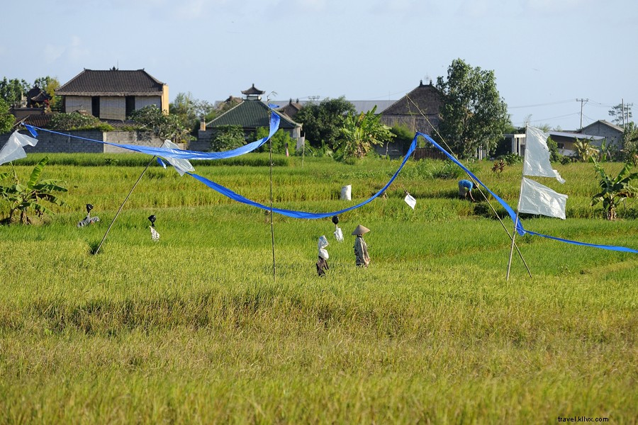 Ubud, Bali: A Breath of Fresh Air Wellness Escape