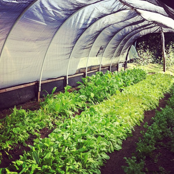 Blancaneaux Lodge, Belize: Francis Ford Coppola s Luxurious Jungle Oasis