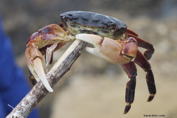 Just Back from Big Sur: A Nature Lover s Weekend of Hiking and Coastal Eats