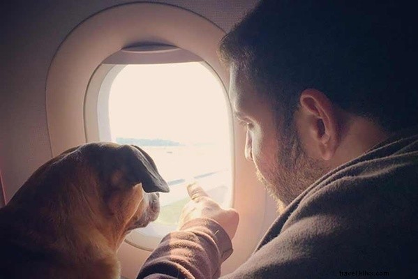 Ultimate Guide: Safely Transporting Your Pet by Air, Road, or Sea